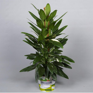 Филодендрон  Кобра 80 см.